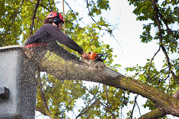 Tacoma, WA Tree Removal Services Company